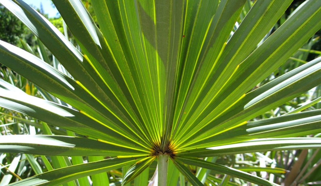 Serenoa repens per la cura dei capelli