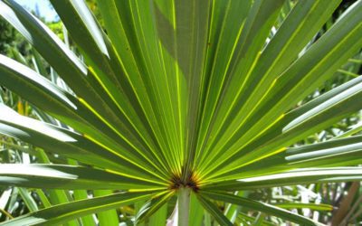 Serenoa repens per la cura dei capelli