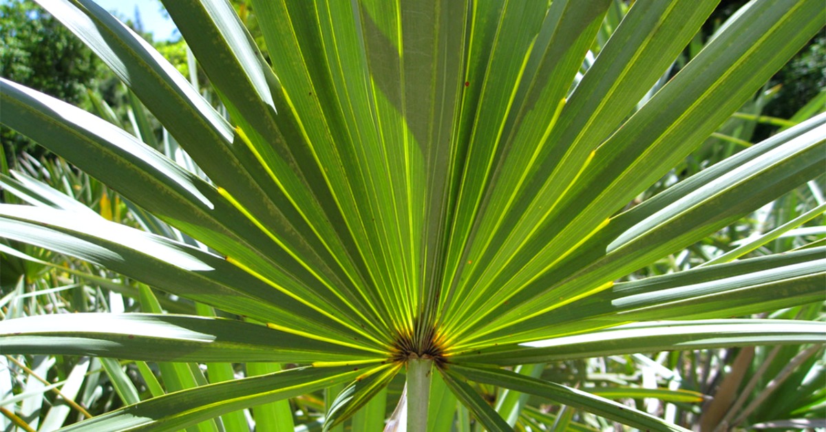 Serenoa repens per la cura dei capelli Tricomedit Group