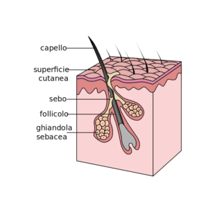 Follicolo pilifero