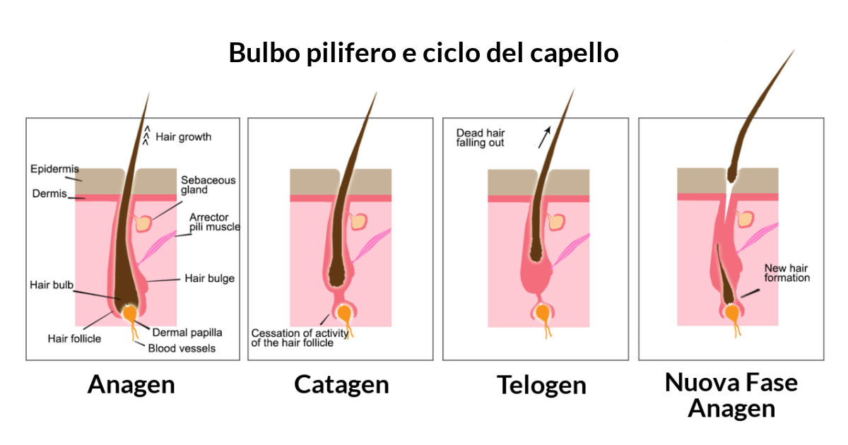 Bulbo pilifero e ciclo del capello