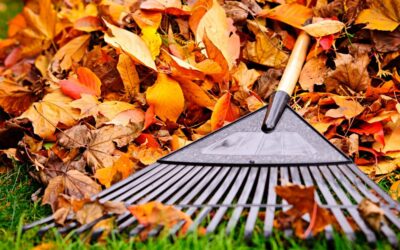 Caduta Capelli in Autunno: Cause e Rimedi