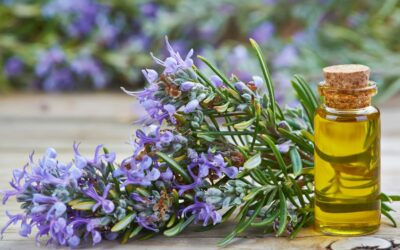 Olio di rosmarino per i capelli: benefici, uso e consigli pratici