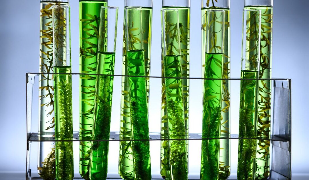 PRP Biologico: una nuova frontiera per la salute dei capelli